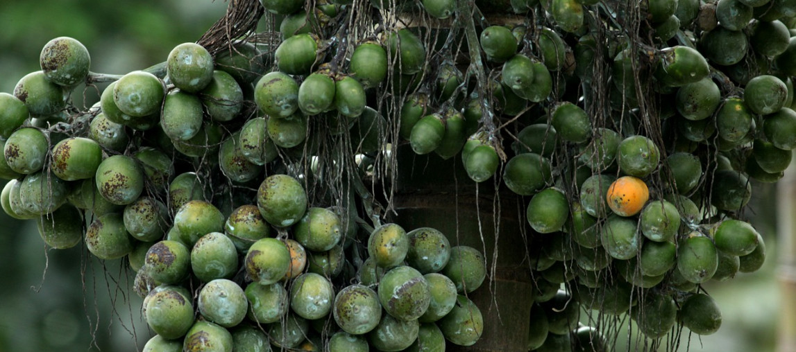 Areca Nut Sri Lanka