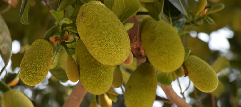 Jackfruit tree  in Sri Lanka