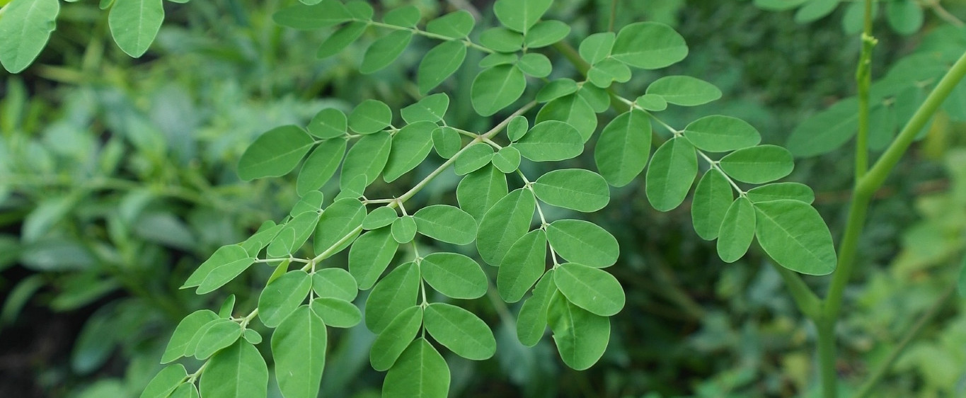 Best sources of Sri Lankan moringa products including powder and oil for export