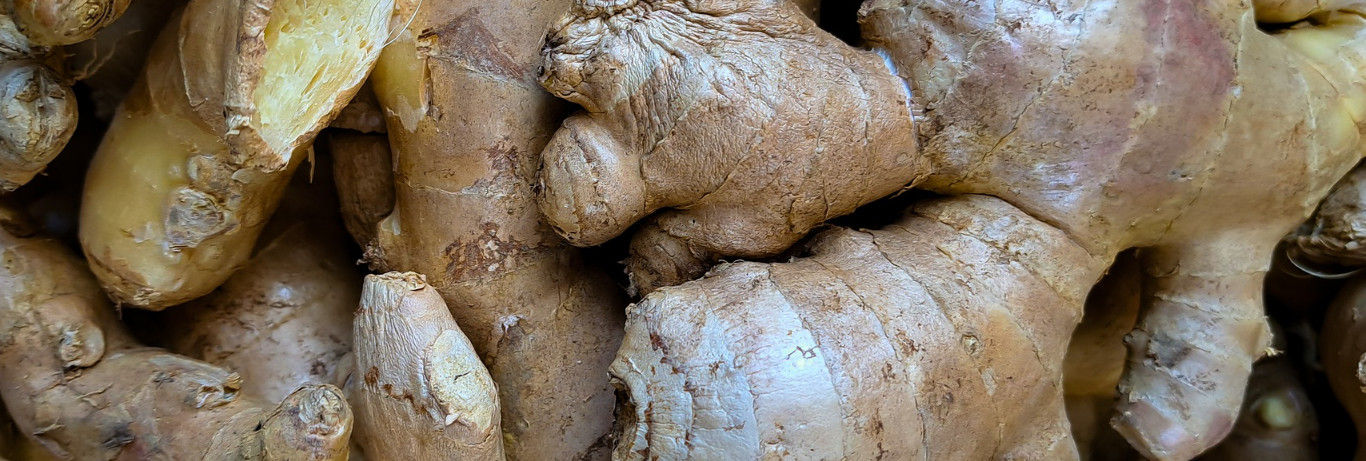 Best sources of Sri Lankan ginger products including dried ginger and ginger oil